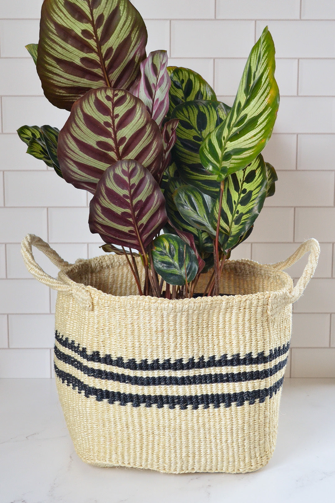 White Square Bottom Sisal Fruit Basket with Black Stripes